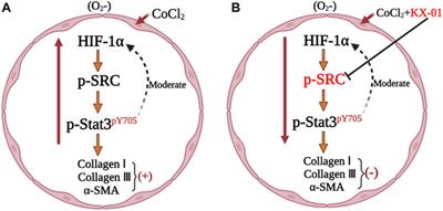 Tirbanibulin Attenuates Pulmonary Fibrosis by Modulating Src/STAT3 Signaling